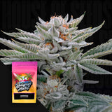 Ambrosia