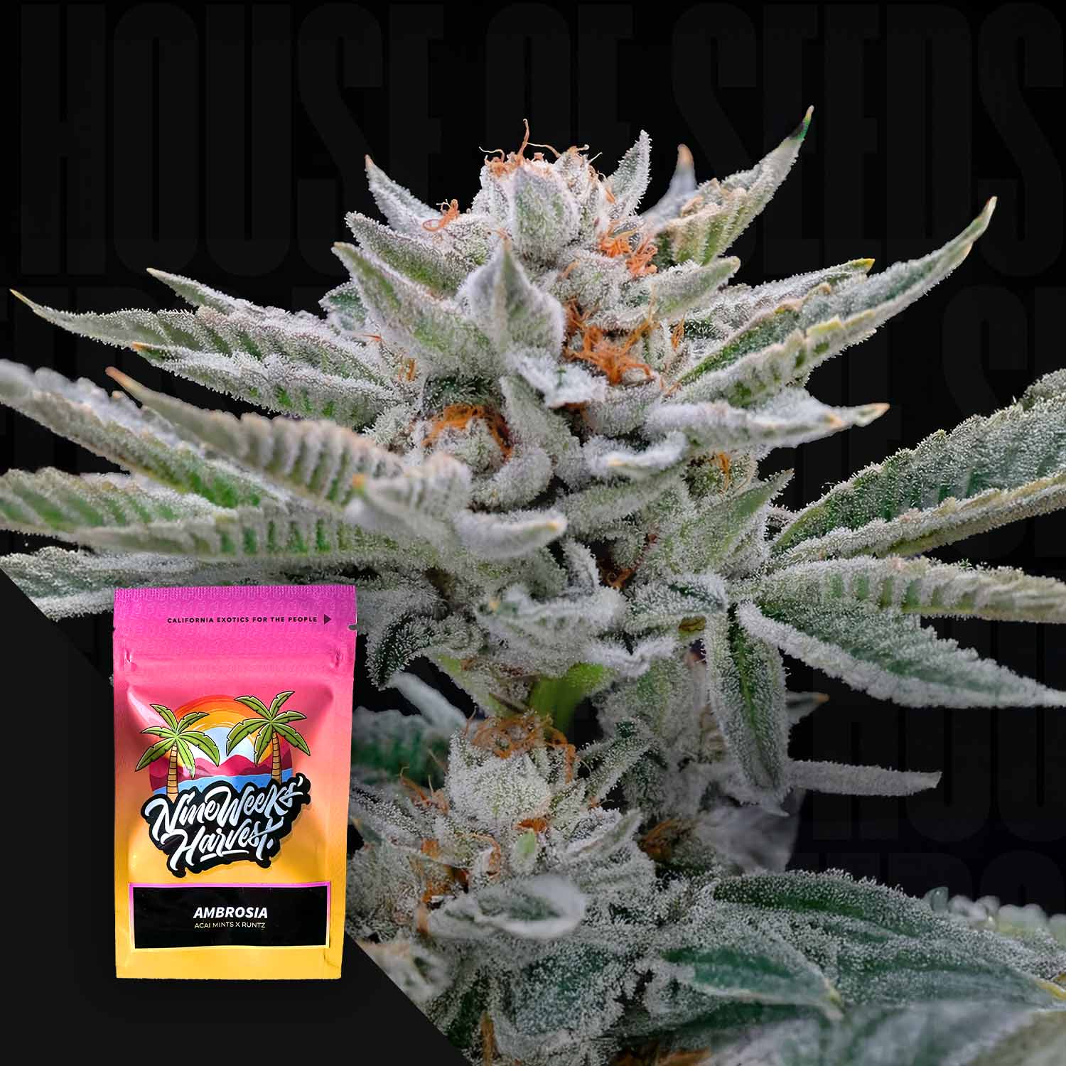 Nahaufnahme einer frostigen Pflanze mit harzigen Knospen, Ecke zeigt Nine Weeks Harvest Ambrosia Beutel