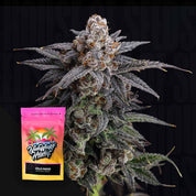Nahaufnahme frostiger lila Cannabispflanze Cold Press von Nine Weeks Harvest neben farbenfroher Verpackung vor dunklem Hintergrund