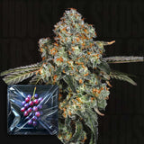 Dirty Grape