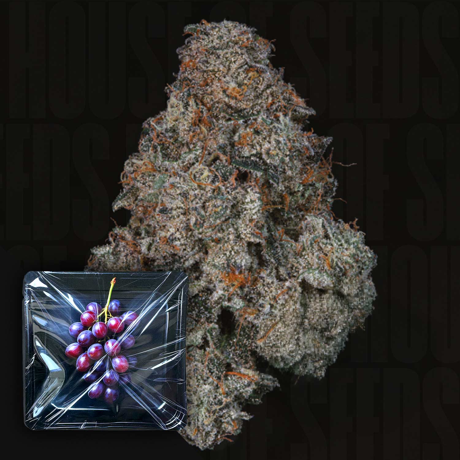 Nahaufnahme einer frostigen Cannabisknospe mit orangen Haaren, Ecke zeigt Nine Weeks Harvest Grape Pak mit lila Trauben