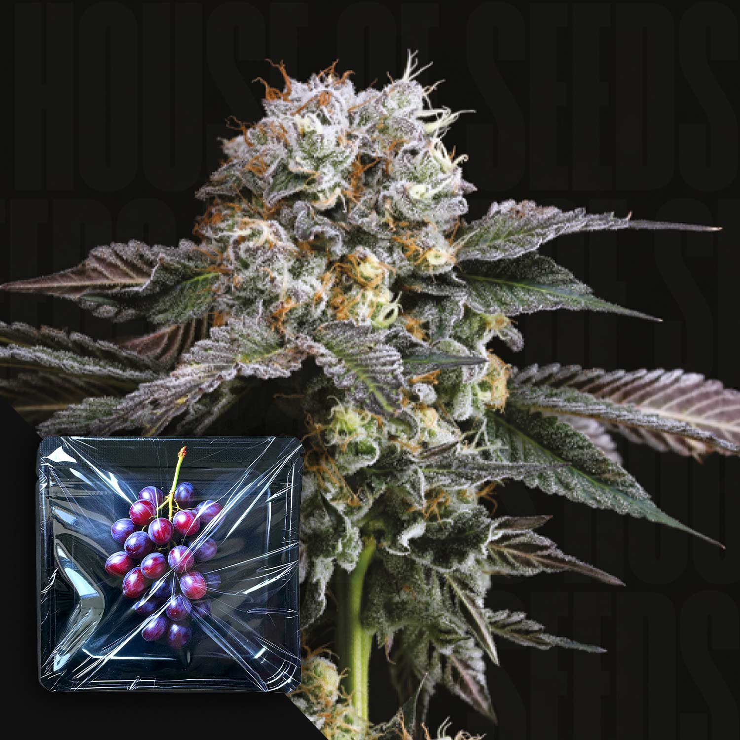 Nahaufnahme von Hashdrip von Nine Weeks Harvest, einer frostigen Cannabis-Knospe mit lila Farbtönen; Traubeneinsatz gezeigt.