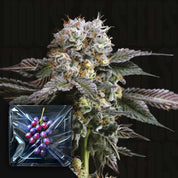 Nahaufnahme von Hashdrip von Nine Weeks Harvest, einer frostigen Cannabis-Knospe mit lila Farbtönen; Traubeneinsatz gezeigt.