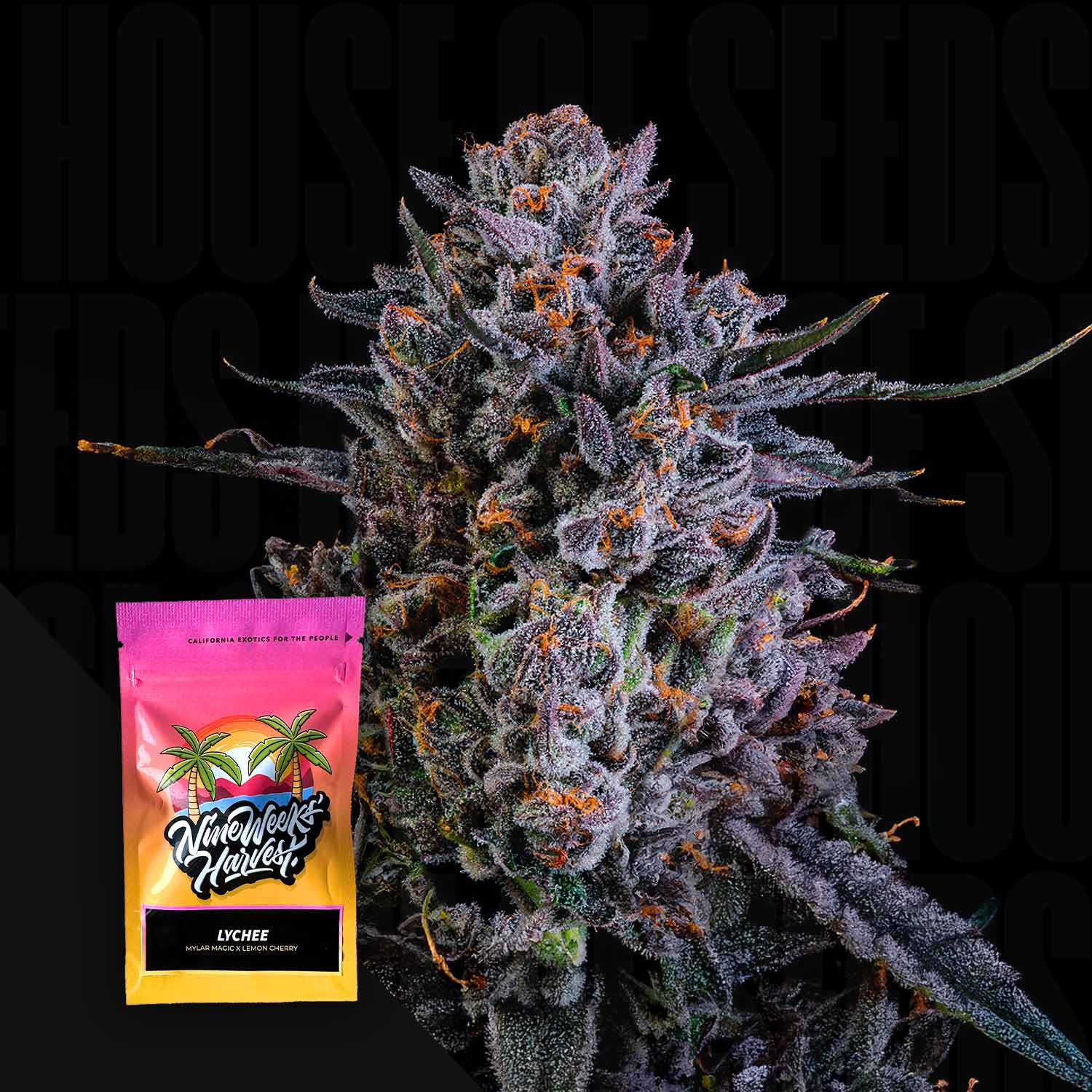 Nahaufnahme einer frostigen lila Knospe mit einer Lychee (3/6 Samen | Feminisiert) Packung von Nine Weeks Harvest im Vordergrund.