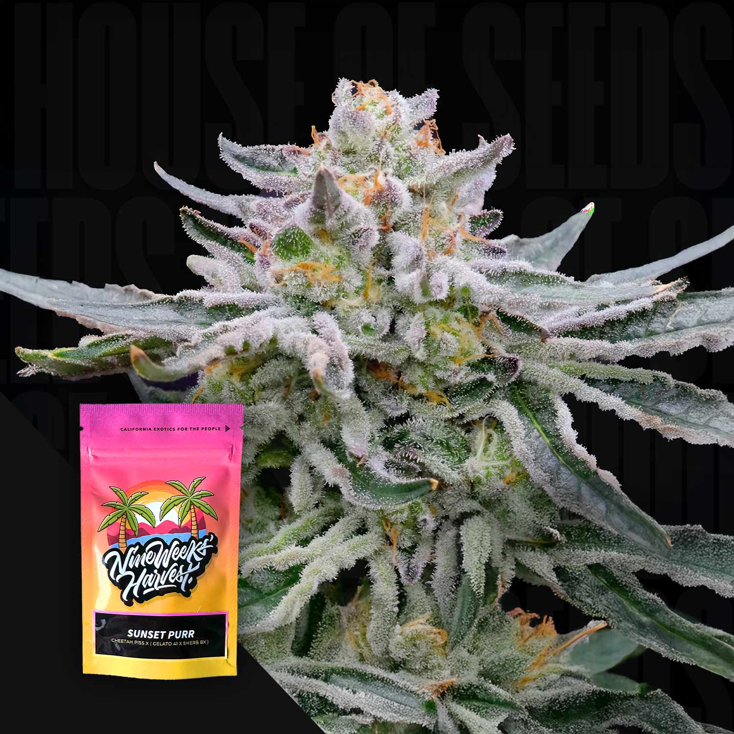 Nahaufnahme einer frostigen Pflanze mit weißen Trichomen, daneben Nine Weeks Harvest Sunset Purr Beutel mit Palmen