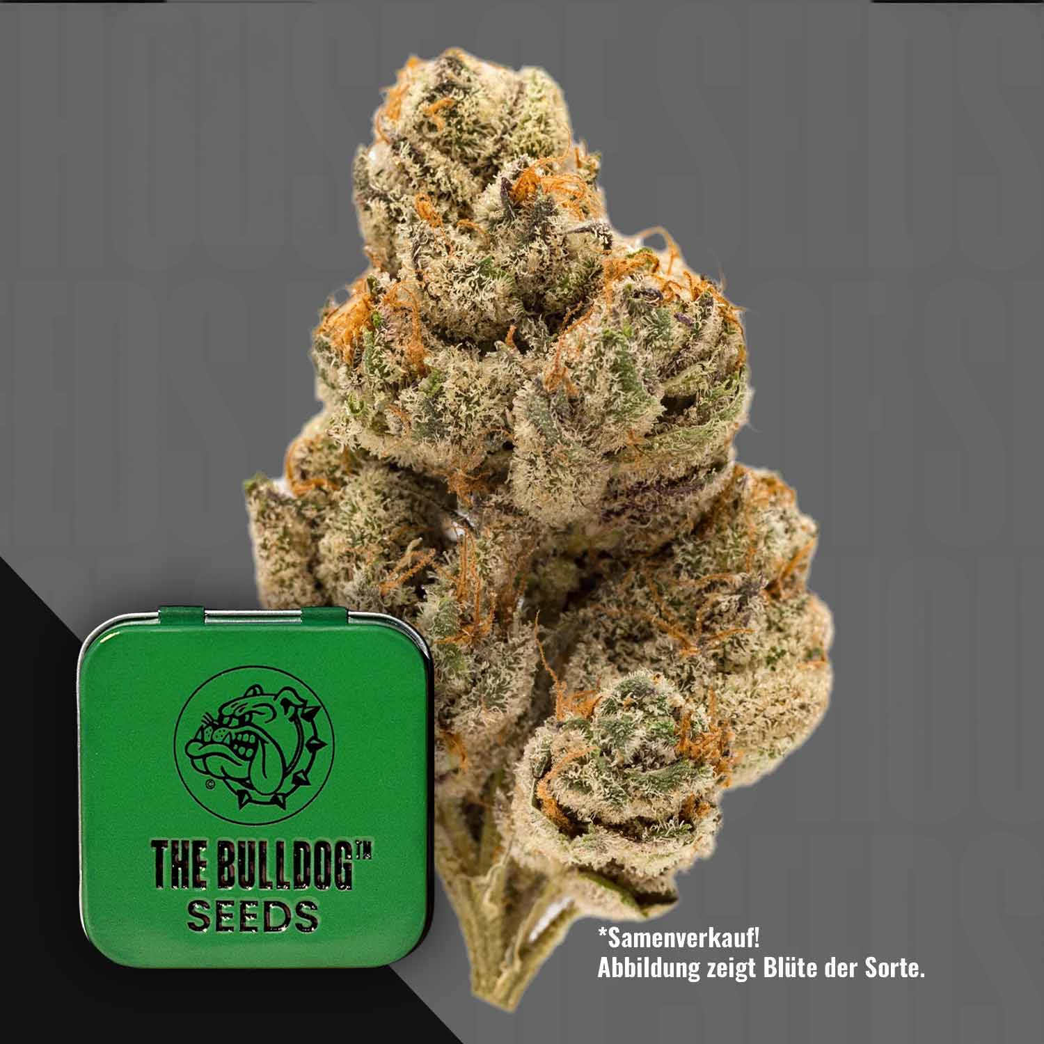 Nahaufnahme einer TB Do-si-dos Cannabisknospe mit einer grünen The Bulldog Seeds-Dose davor.