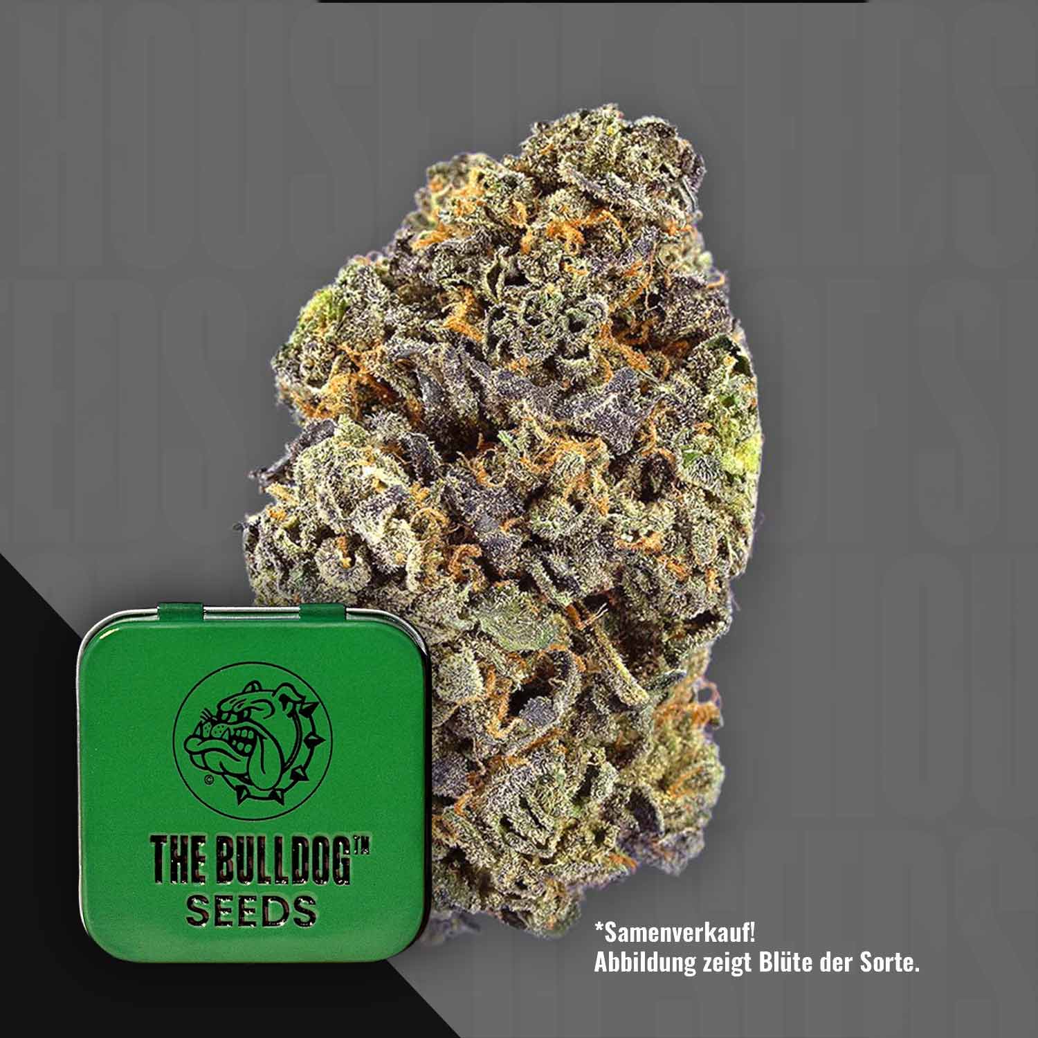 Nahaufnahme einer bunten Cannabis-Knospe neben einer grünen Dose mit der Aufschrift TB Gelato Auto von The Bulldog Seeds.
