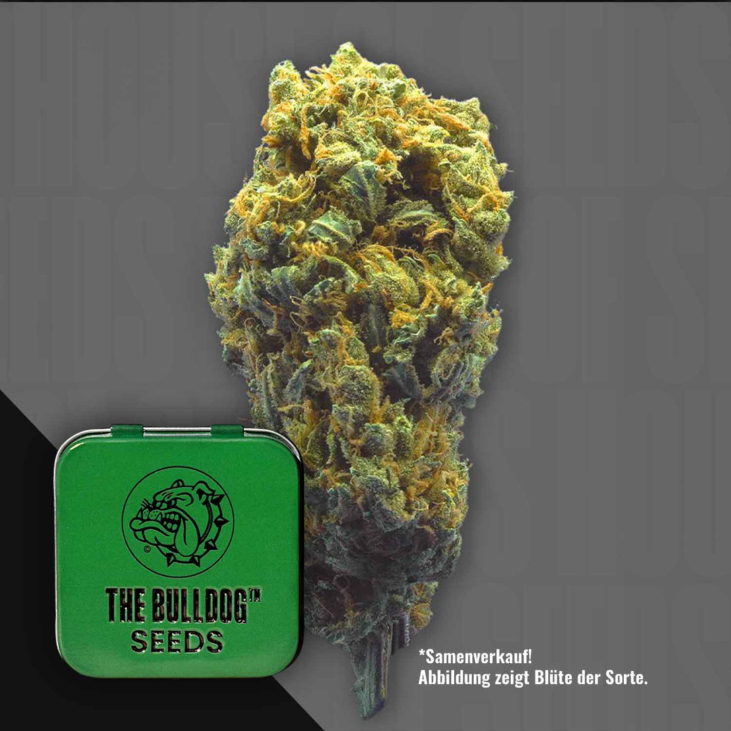 Eine große Knospe neben einer grünen Dose mit der Aufschrift TB Strawberry Haze Auto von The Bulldog Seeds auf grauem Hintergrund.