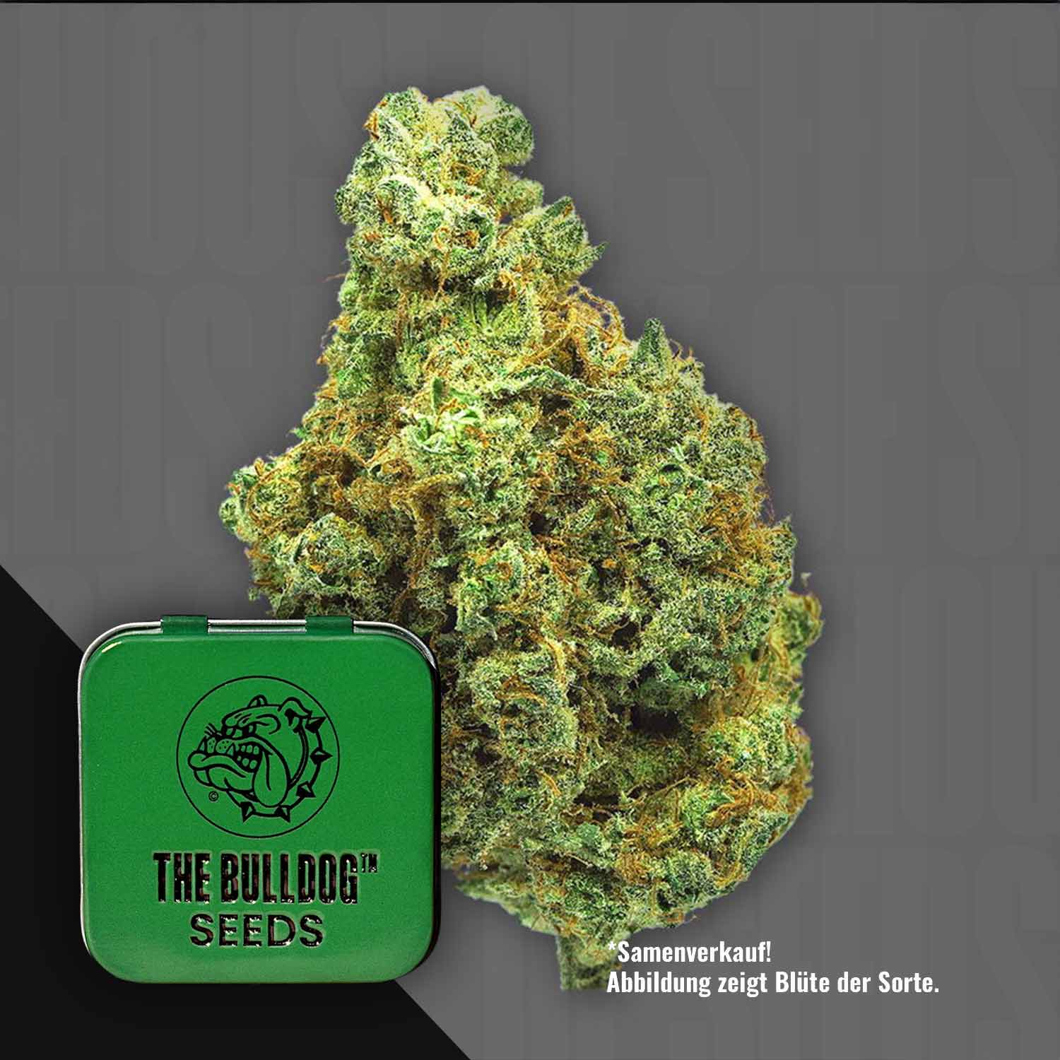 Eine Nahaufnahme einer TB Wedding Cake Cannabisknospe neben einer grünen The Bulldog Seeds-Dose.