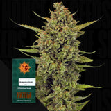 Acapulco Gold