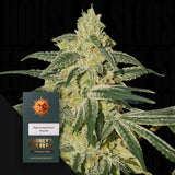 Afghan Hash Plant