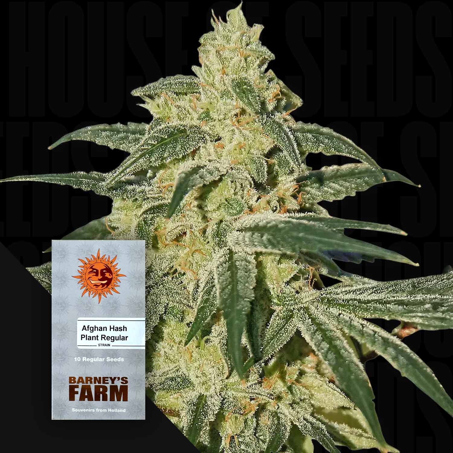 Nahaufnahme einer frostigen Afghan Hash Plant mit dichten Buds, vorne teilweise sichtbare Barney’s Farm Samenpackung