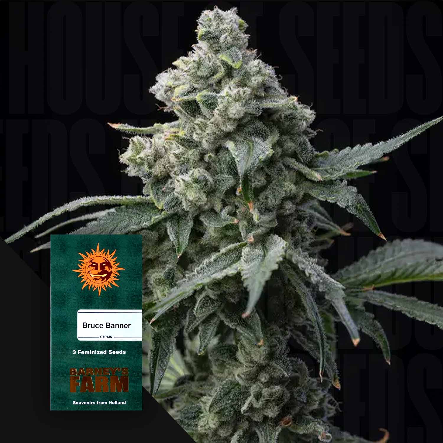 Nahaufnahme einer frostigen Cannabisknospe, vorne grünes Barney’s Farm Bruce Banner Paket vor dunklem Hintergrund