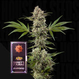 Banana Runtz F1