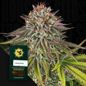 Nahaufnahme einer frostigen Cannabisknospe mit lila und grünen Blättern, Ecke zeigt grünes Barney’s Farm Critical Kush Samenpaket