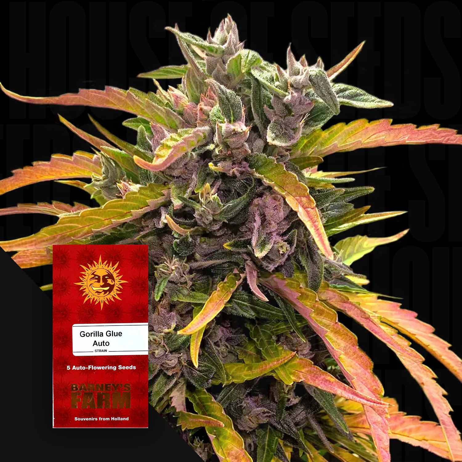 Gorilla Glue Auto Cannabispflanze mit grünen und lila Blättern, rotes Barney’s Farm Samenpaket unten links im Bild