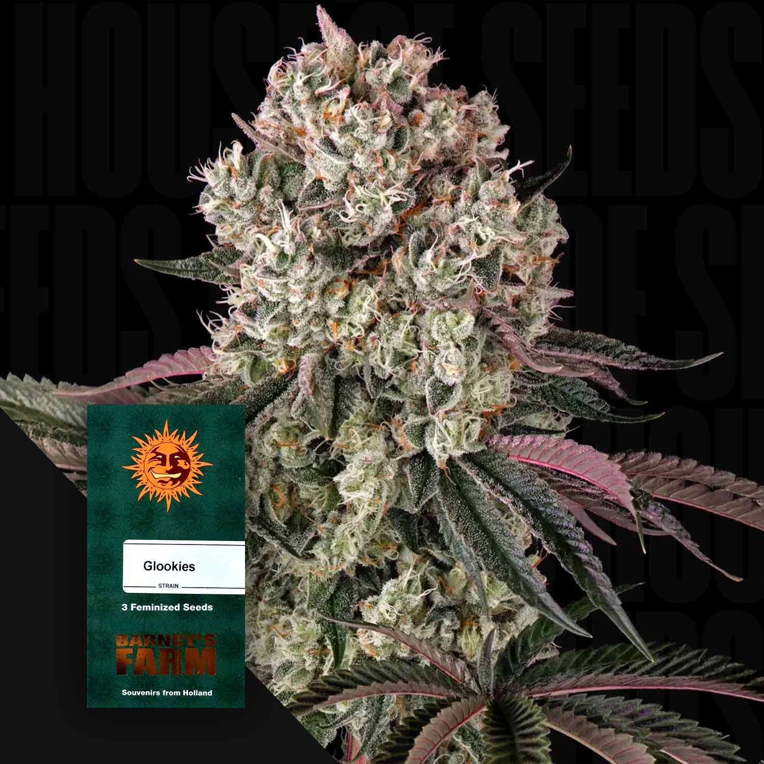 Nahaufnahme einer frostigen Cannabispflanze mit dichten Knospen und lila Blättern, unten links grünes Glookies Paket von Barney’s Farm