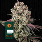 Nahaufnahme einer frostigen Cannabispflanze mit dichten Knospen und lila Blättern, unten links grünes Glookies Paket von Barney’s Farm