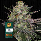 Gorilla Zkittlez