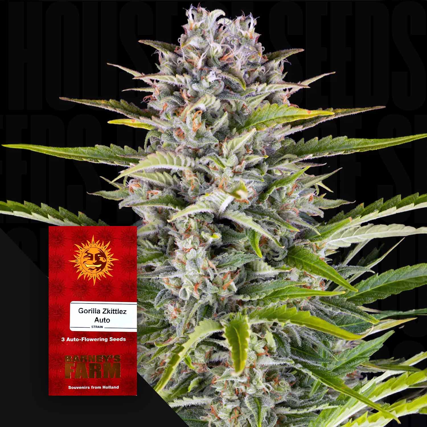 Gorilla Zkittlez Auto Cannabispflanze mit frostigen Knospen und grünem Laub, rotes Barney’s Farm Samenpaket vor schwarzem Hintergrund