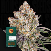 Frostige Ice Cream Cake Cannabisknospe mit Trichomen und orangefarbenen Haaren, Barney’s Farm Samenpackung „Ice Cream Cake (3 feminisierte Samen)“ daneben