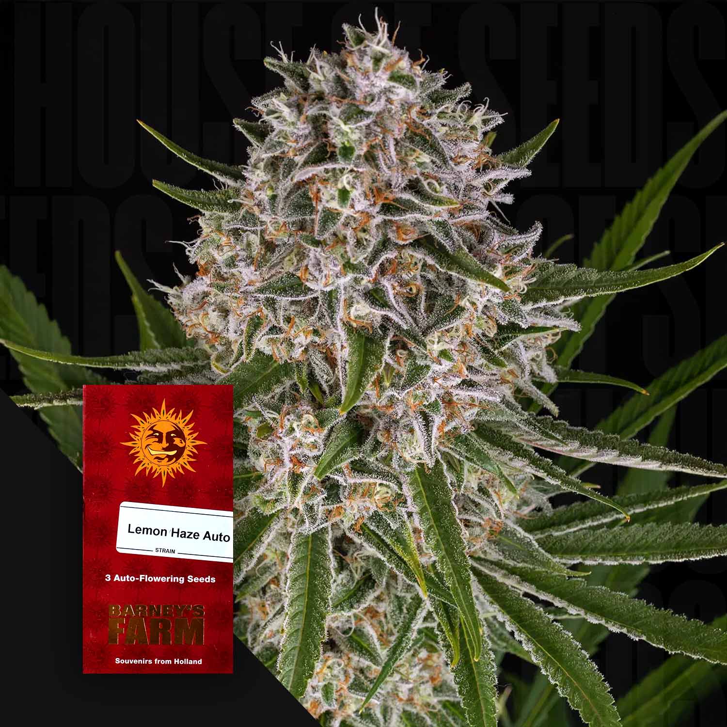 Lemon Haze Auto Knospe von Barney’s Farm mit Trichomen und grünen Blättern, rotes Samenpaket vor dunklem Hintergrund