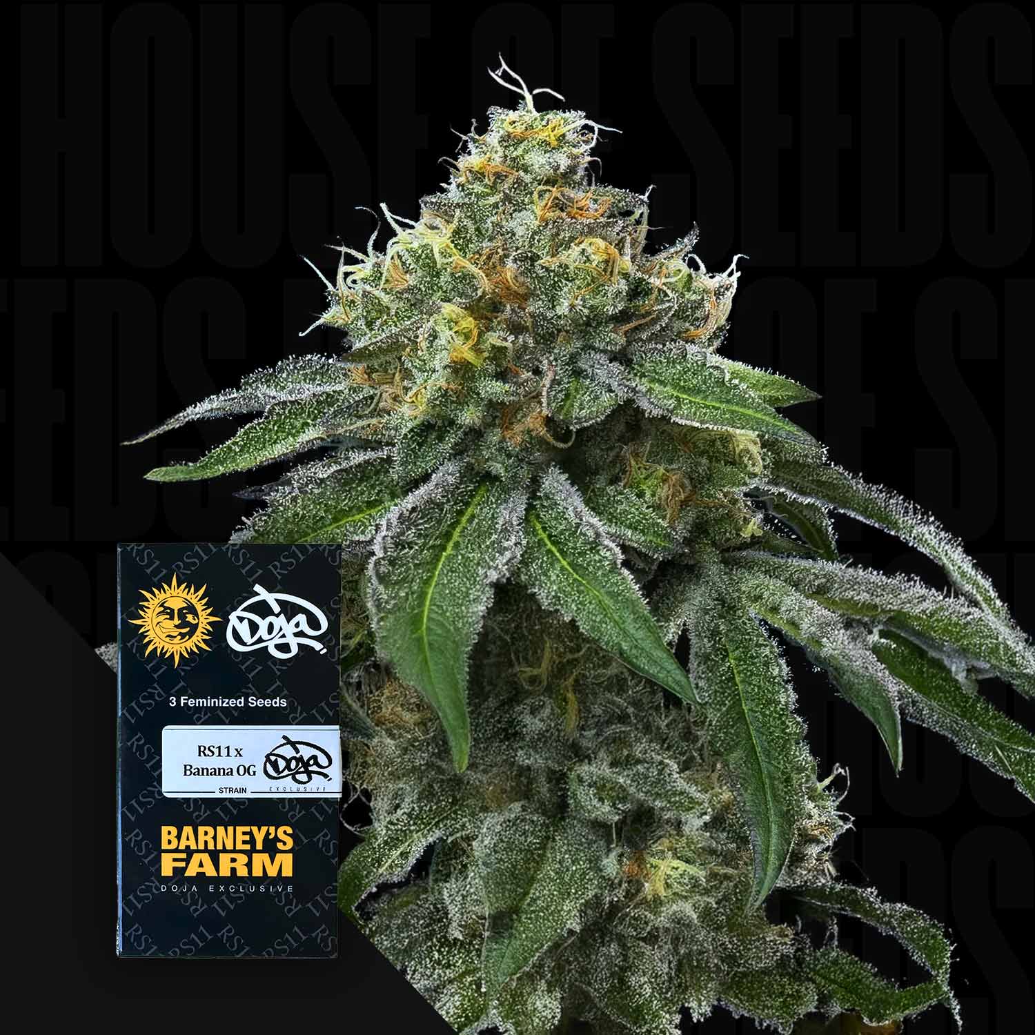 Frostige, dichte Cannabisknospen mit grünen Blättern, mit Barney’s Farm RS11 x Banana OG Samenpackung