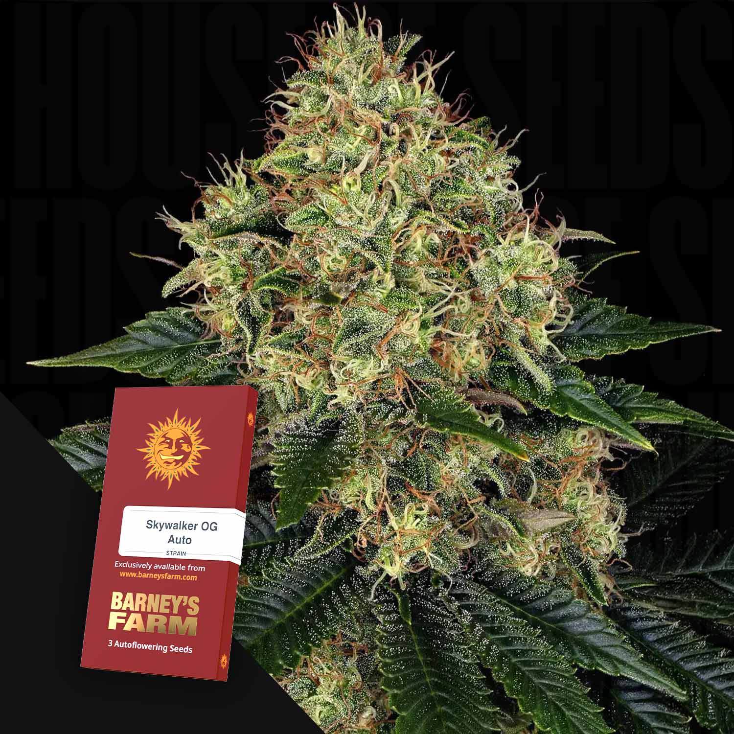 Nahaufnahme einer frostigen Skywalker OG Auto Knospe mit einem Barney's Farm Samenpaket in der Ecke.