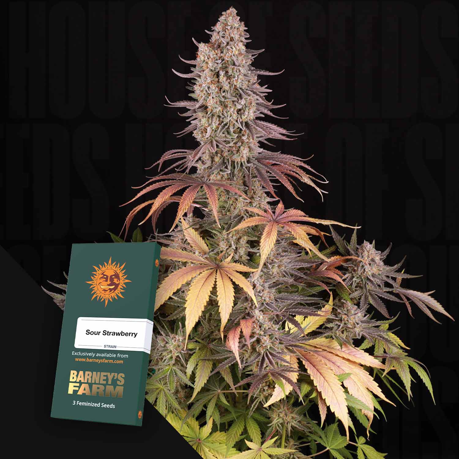 Sour Strawberry von Barney's Farm: Cannabis-Pflanze mit rot/grünen Blättern und etikettiertem Samenpaket.