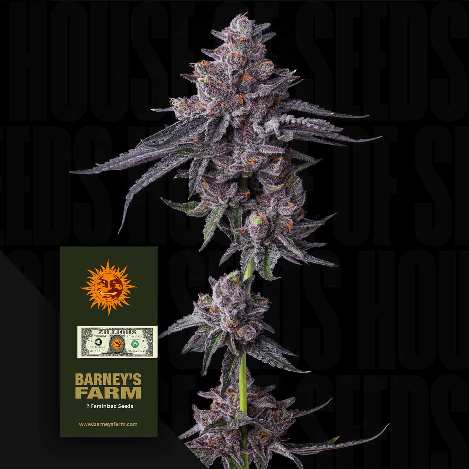 Eine Nahaufnahme einer lila Cannabispflanze neben einer Barney's Farm Zillions-Samentüte mit Sonnenlogo.