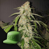 Miracle Grow