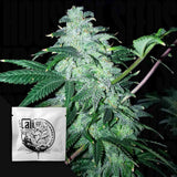 818 Headband Aka Sour OG