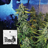 Blue Dream Haze