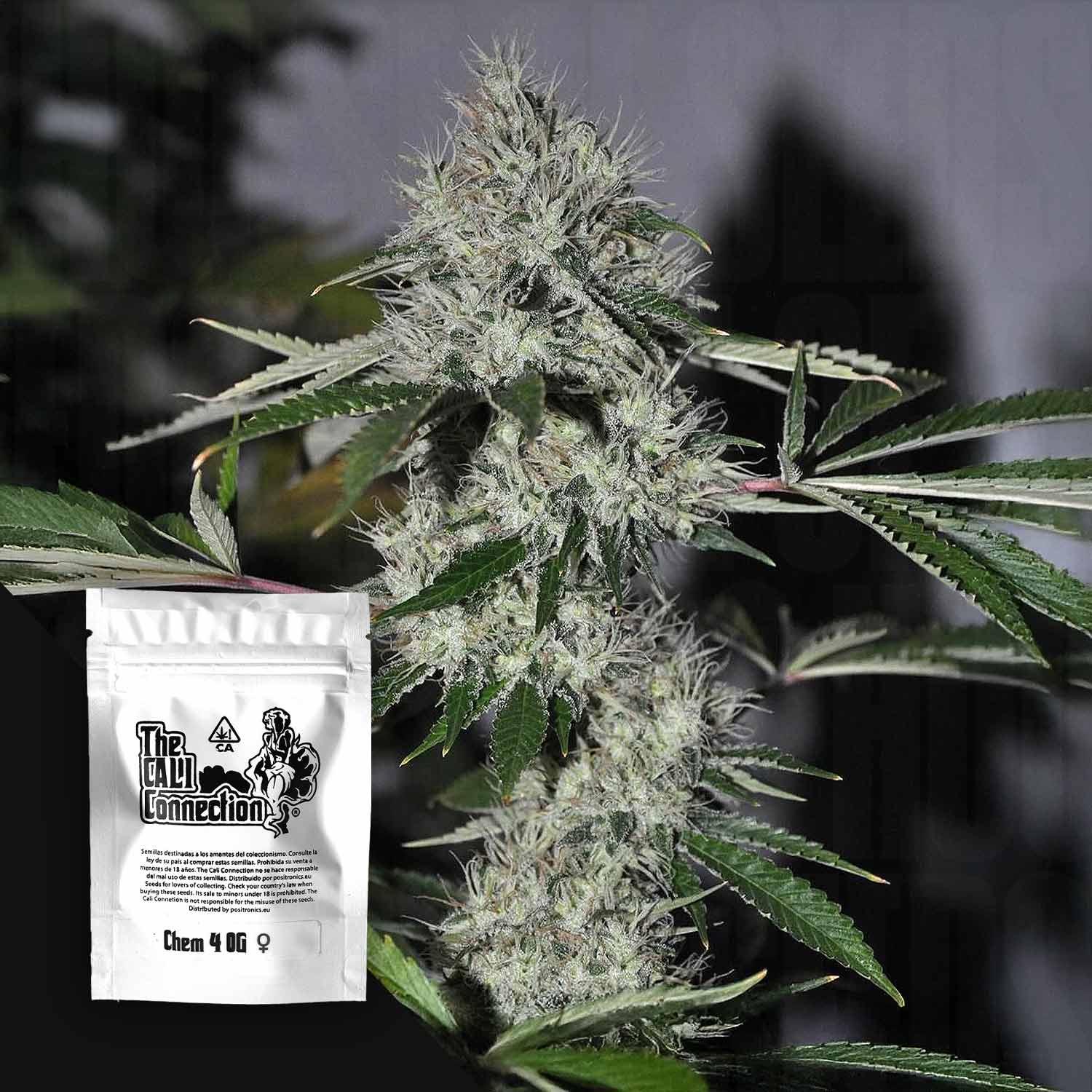Frostige, dichte Chem 4 OG Knospen, weißes Cali Connection Paket mit Logo in der Ecke vor dunklem Hintergrund
