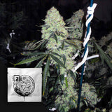 Deadhead OG