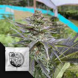 Girl Scout Cookies
