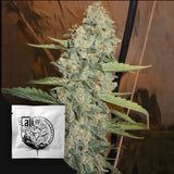 Jedi Kush