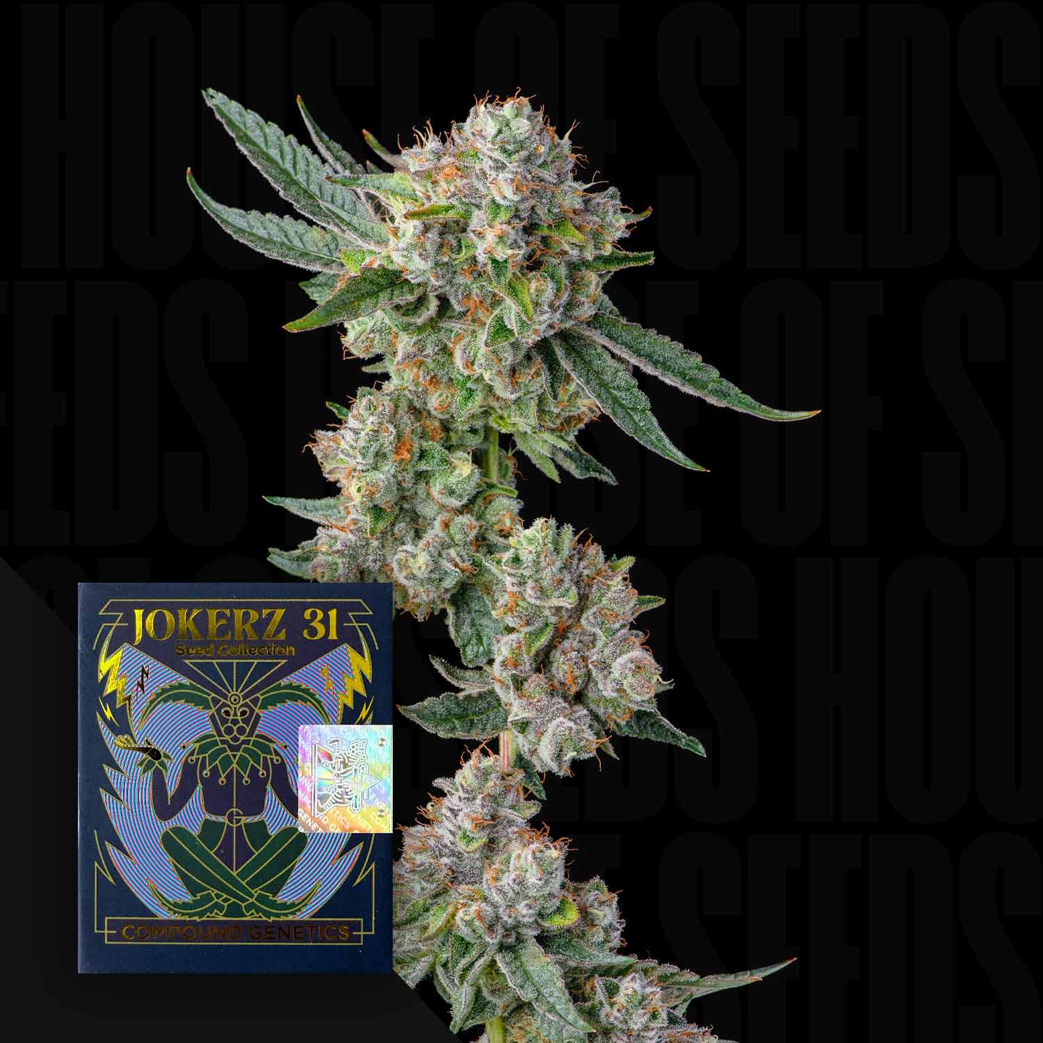 Nahaufnahme einer Cannabispflanze neben der Verpackung von Glue31 von Compound Genetics auf schwarzem Hintergrund.