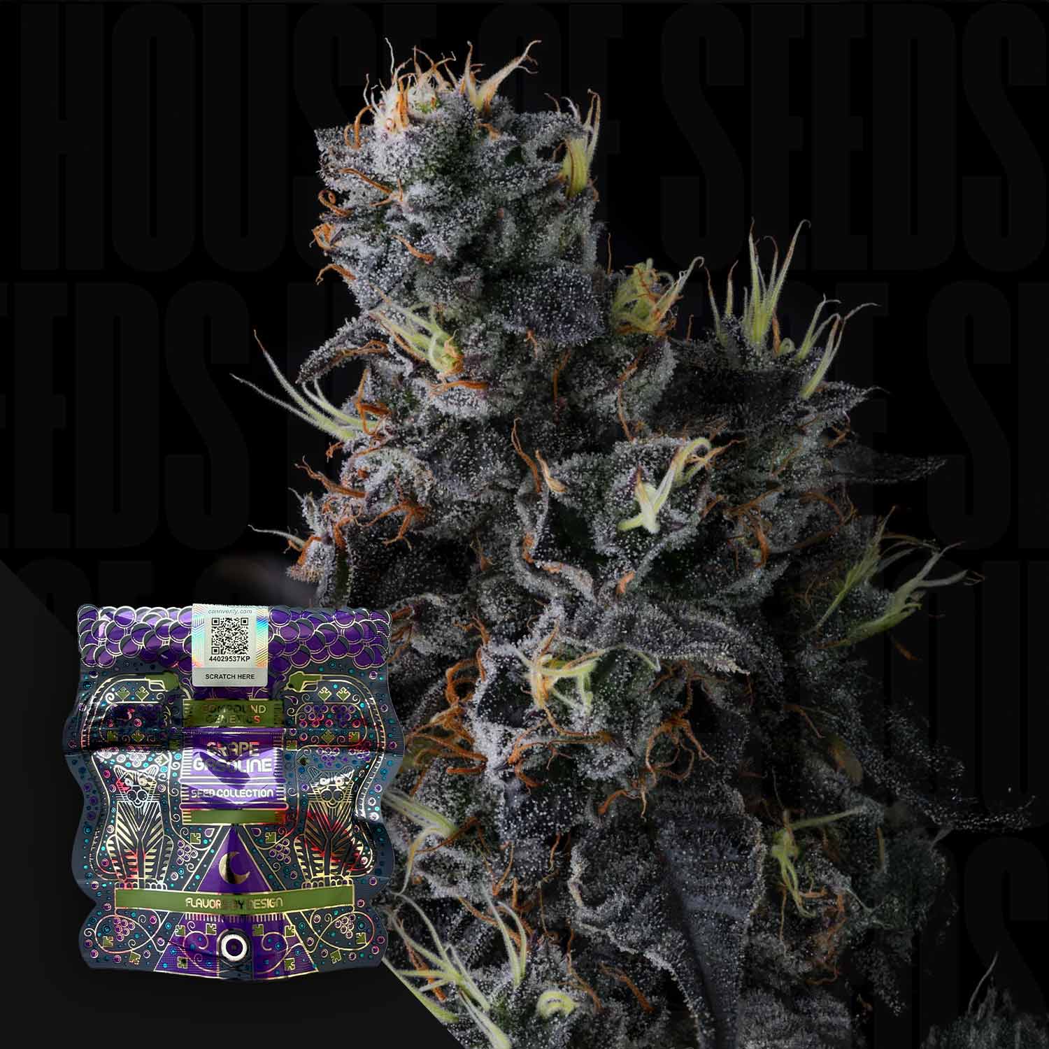 Eine Nahaufnahme einer frostigen Giggin' Grapes Knospe von Compound Genetics mit bunter Verpackung auf dunklem Hintergrund.