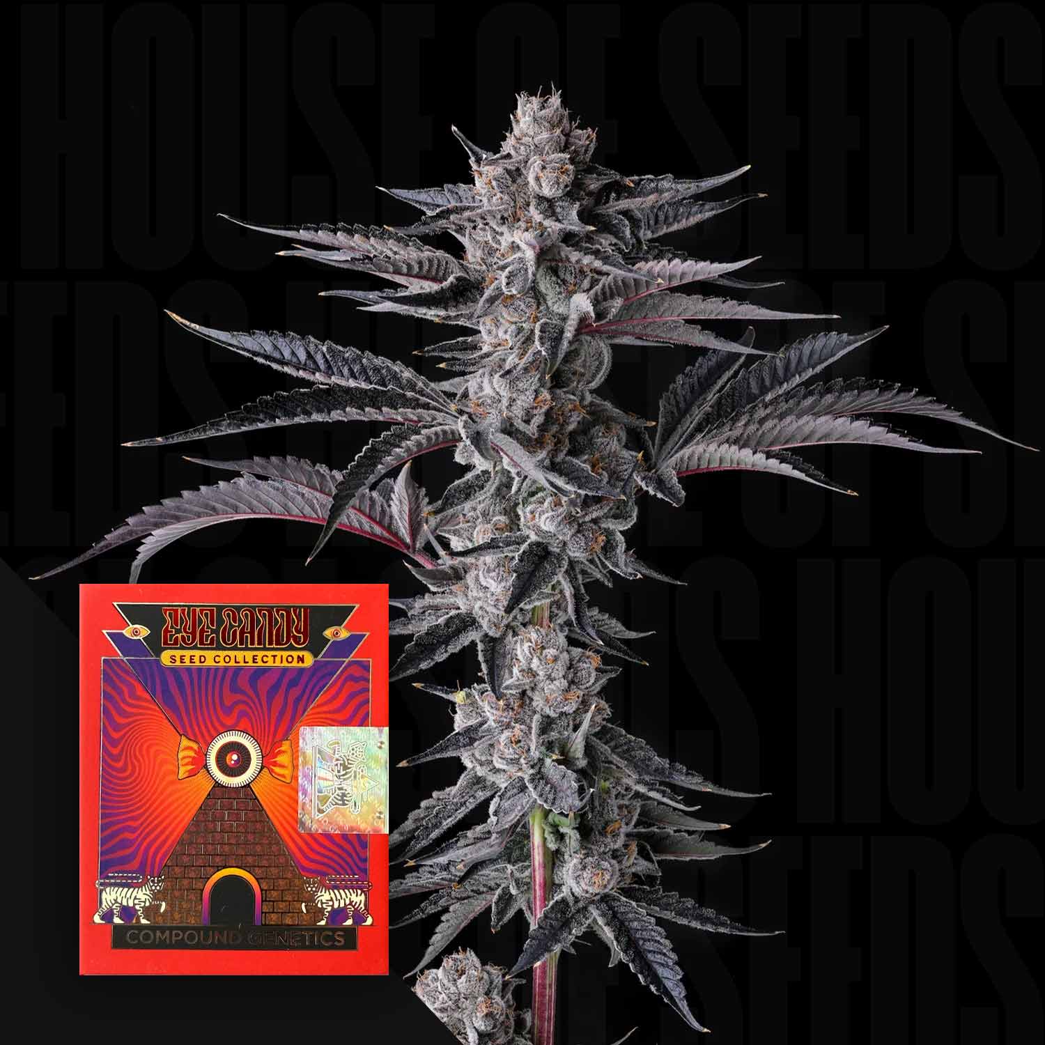 Eine Nahaufnahme der dichten New Money Buds von Compound Genetics mit einem bunten Samenpaket in der Ecke.