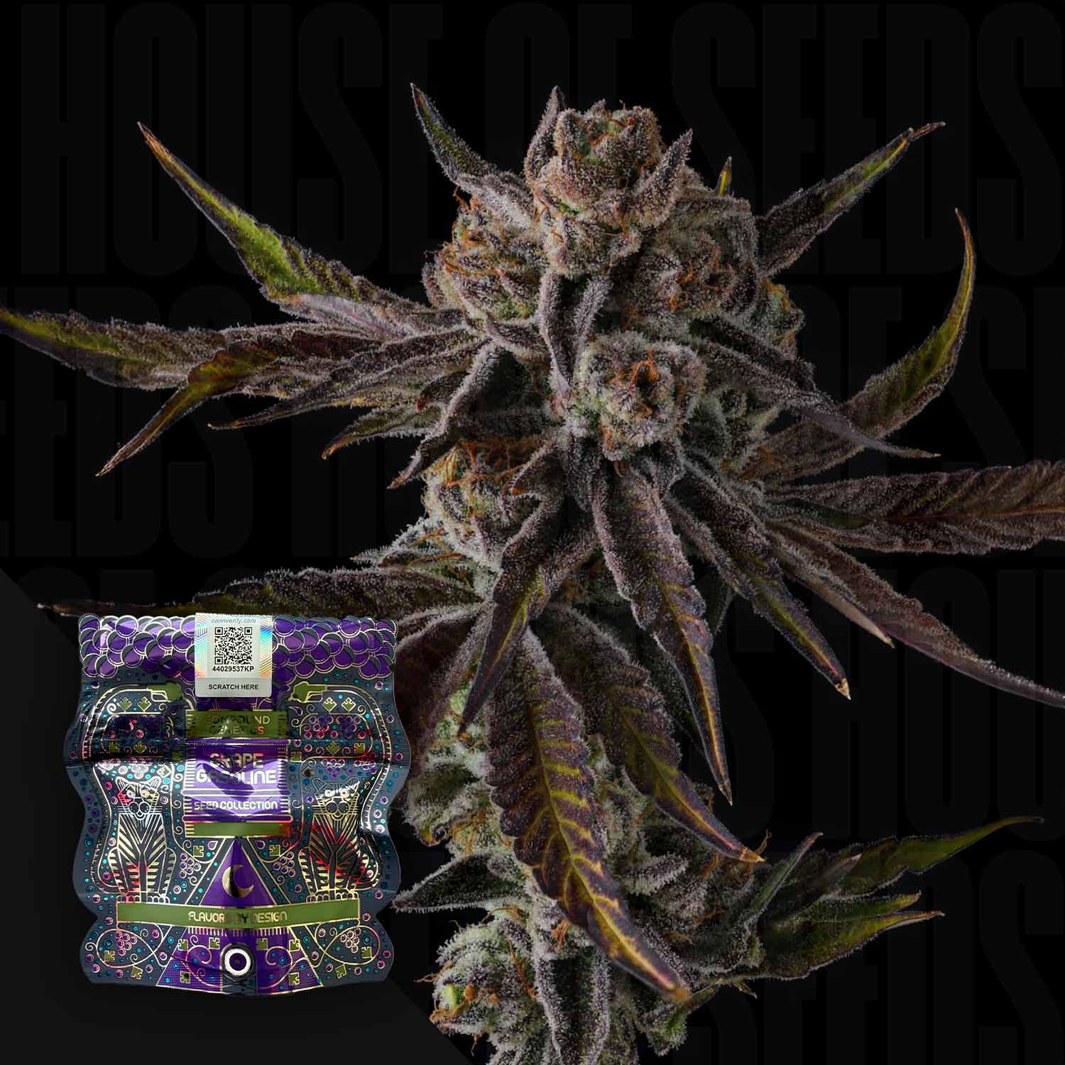 Purple Preserves von Compound Genetics: lila Cannabis mit dichten Knospen und einem bunten Samenpaket in der Ecke.