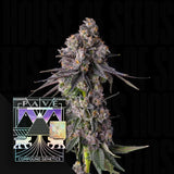 Rainbow Guavé