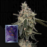 Superberry