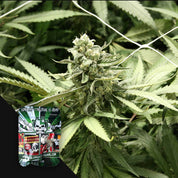 Nahaufnahme von RLX Runtz Cannabisknospen mit Devil's Harvest Verpackung in der Ecke.