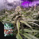 Strawberry Sour Diesel