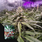 Nahaufnahme einer Strawberry Sour Diesel Cannabispflanze von Devil's Harvest mit dem bunten Samenpaket im Vordergrund.