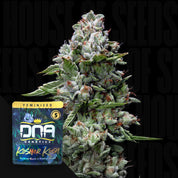 DNA-KOK-0