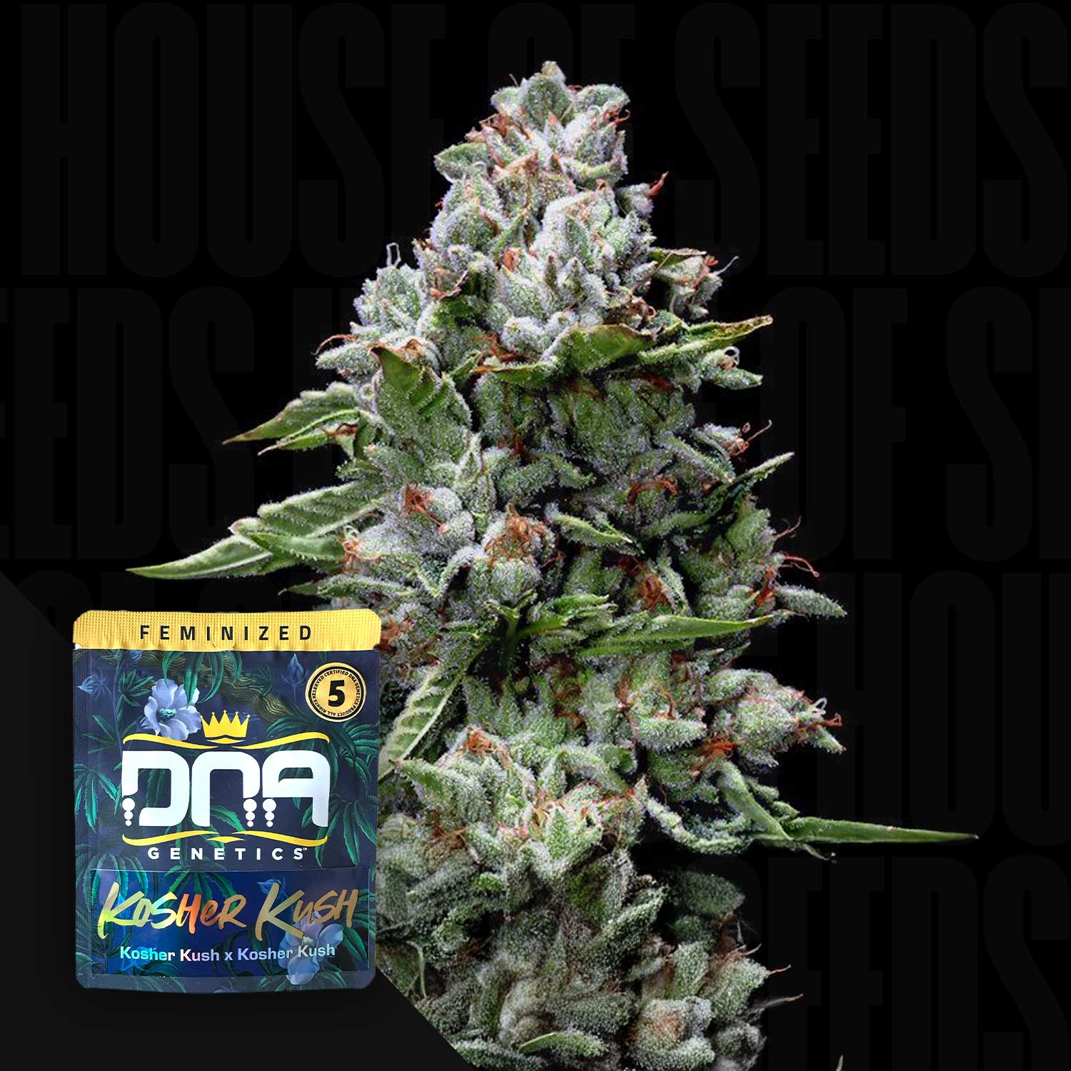 DNA-KOK-0