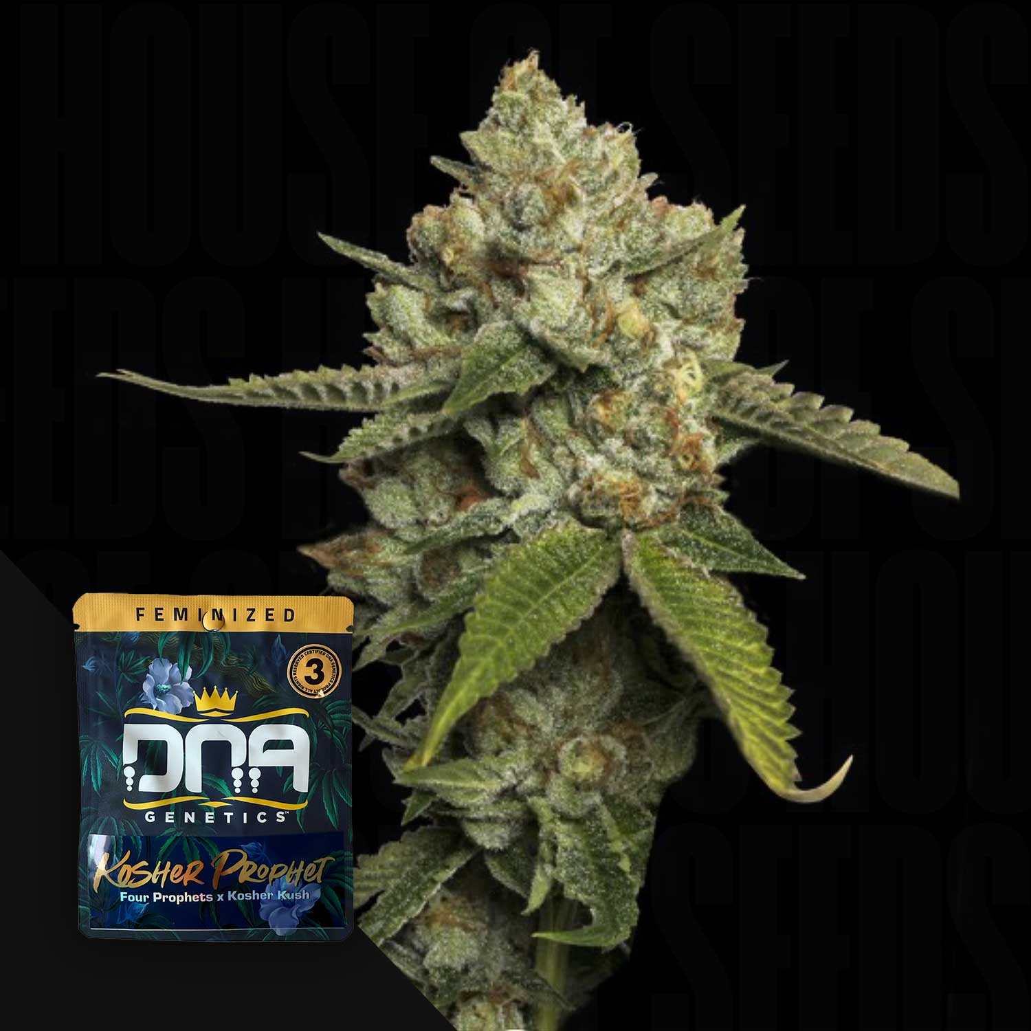 Nahaufnahme einer Cannabispflanze mit dichten Knospen; DNA Genetics Kosher Prophet Samenpaket in der Ecke sichtbar.