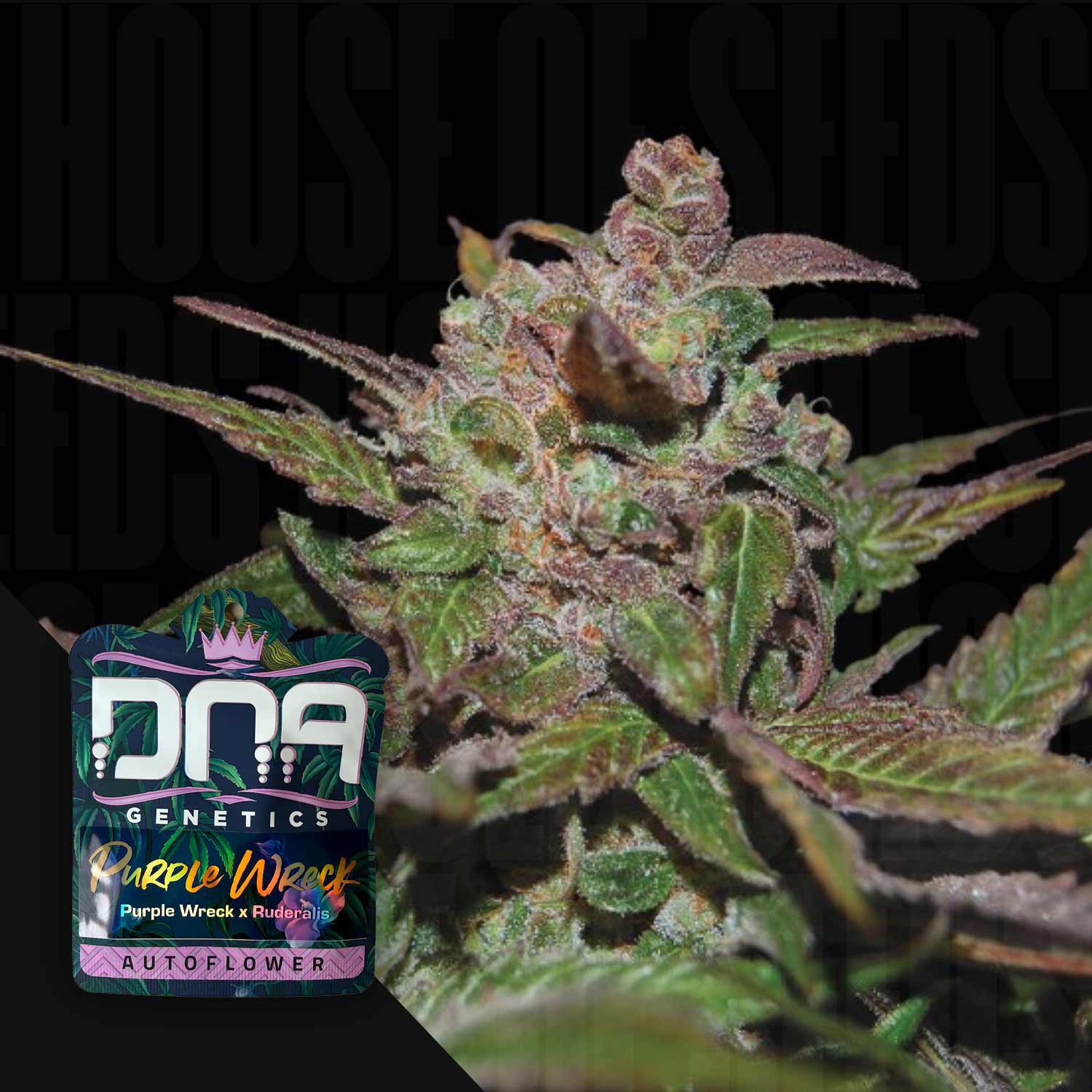Nahaufnahme von AUTO Purple Wreck Cannabis von DNA Genetics mit der Samenpackung im Vordergrund.